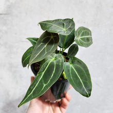 Load image into Gallery viewer, Anthurium Forgetii - 100mm
