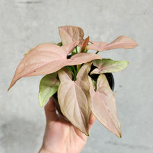 Load image into Gallery viewer, Syngonium Pink Heart - 100mm
