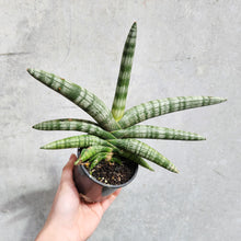 Load image into Gallery viewer, Sansevieria Boncel - 100mm
