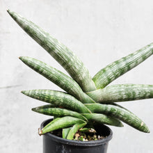 Load image into Gallery viewer, Sansevieria Boncel - 100mm
