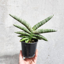 Load image into Gallery viewer, Sansevieria Boncel - 100mm
