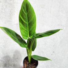 Load image into Gallery viewer, Philodendron Subhastatum - 100mm
