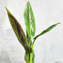 Load image into Gallery viewer, Philodendron Subhastatum - 100mm
