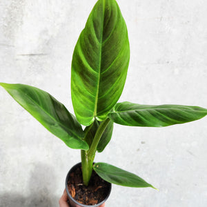 Philodendron Subhastatum - 100mm