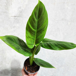 Philodendron Subhastatum - 100mm