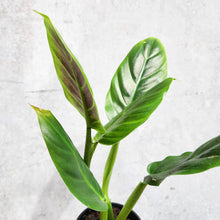 Load image into Gallery viewer, Philodendron Subhastatum - 100mm
