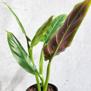 Philodendron Subhastatum - 100mm