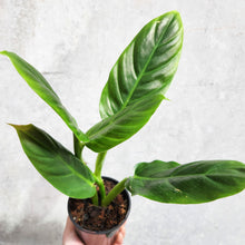 Load image into Gallery viewer, Philodendron Subhastatum - 100mm
