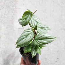 Load image into Gallery viewer, Philodendron Sodiroi - 100mm
