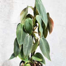 Load image into Gallery viewer, Philodendron Gigas - 100mm
