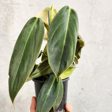 Load image into Gallery viewer, Philodendron Gigas - 100mm
