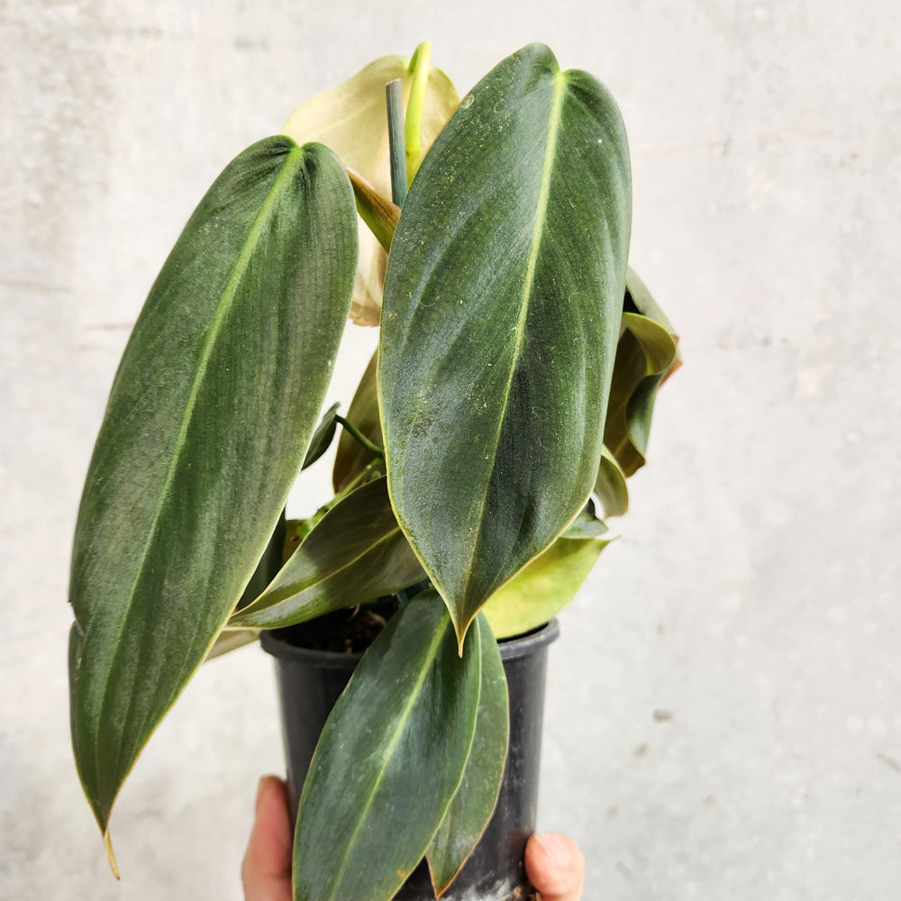 Philodendron Gigas - 100mm