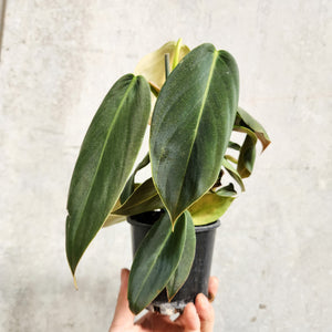 Philodendron Gigas - 100mm