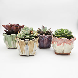 Wavy Succulent Pots - 12cmD x 9.5cmH - 4 Pack
