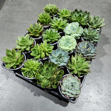 Load image into Gallery viewer, Wholesale - Assorted Succulents - Tray of 20 - Sydney Only
