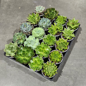 Wholesale - Assorted Succulents - Tray of 20 - Sydney Only