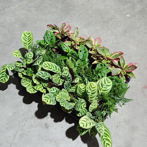 Wholesale - Assorted Indoor Plants - Tray of 20 - Sydney Only