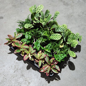 Wholesale - Assorted Indoor Plants - Tray of 20 - Sydney Only