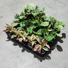 Load image into Gallery viewer, Wholesale - Assorted Indoor Plants - Tray of 20 - Sydney Only

