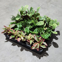 Load image into Gallery viewer, Wholesale - Assorted Indoor Plants - Tray of 20 - Sydney Only
