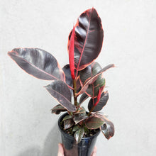 Load image into Gallery viewer, Ficus elastica Ruby - 130mm
