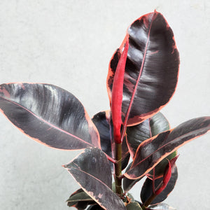 Ficus elastica Ruby - 130mm