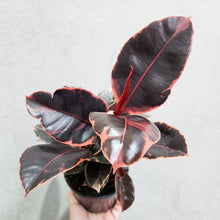 Load image into Gallery viewer, Ficus elastica Ruby - 130mm
