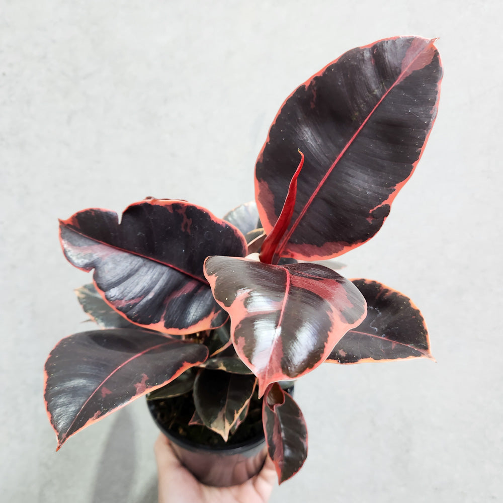 Ficus elastica Ruby - 130mm
