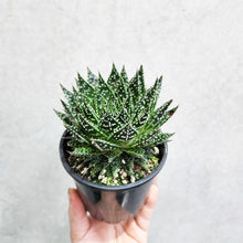 Load image into Gallery viewer, Aloe Aristata Sunstar - 100mm
