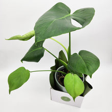Load image into Gallery viewer, Monstera deliciosa - 150mm Ceramic Pot - Sydney Only
