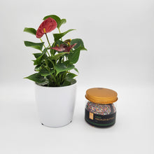 Load image into Gallery viewer, Birthday - Anthurium Flamingo Flower Plant with Freckled Buttons - Sydney Only
