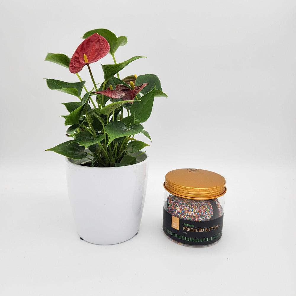 Birthday - Anthurium Flamingo Flower Plant with Freckled Buttons - Sydney Only