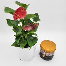 Load image into Gallery viewer, Birthday - Anthurium Flamingo Flower Plant with Freckled Buttons - Sydney Only
