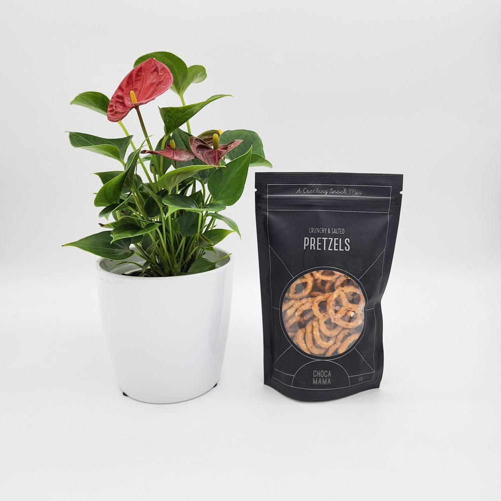 Thinking of You - Anthurium Flamingo Flower Plant with Pretzels - Sydney Only