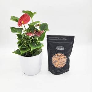 Thinking of You - Anthurium Flamingo Flower Plant with Pretzels - Sydney Only