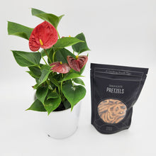 Load image into Gallery viewer, Thinking of You - Anthurium Flamingo Flower Plant with Pretzels - Sydney Only
