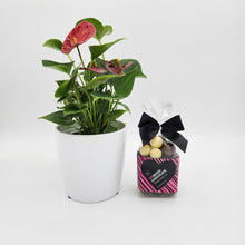 Load image into Gallery viewer, Thank You - Anthurium Flamingo Flower Plant with Malt Balls Chocolate - Sydney Only

