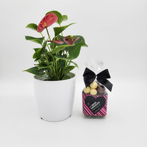 Thank You - Anthurium Flamingo Flower Plant with Malt Balls Chocolate - Sydney Only