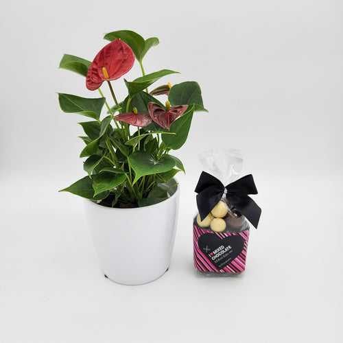 Thank You - Anthurium Flamingo Flower Plant with Malt Balls Chocolate - Sydney Only