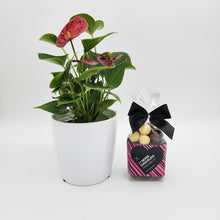 Load image into Gallery viewer, Thank You - Anthurium Flamingo Flower Plant with Malt Balls Chocolate - Sydney Only
