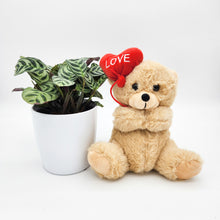 Load image into Gallery viewer, Love Gift - Assorted Potted Plant with Heart Balloon Bear - Sydney Only
