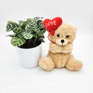 Love Gift - Assorted Potted Plant with Heart Balloon Bear - Sydney Only