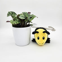 Load image into Gallery viewer, Baby Gift - Assorted Potted Plant with Bee Plush Toy - Sydney Only
