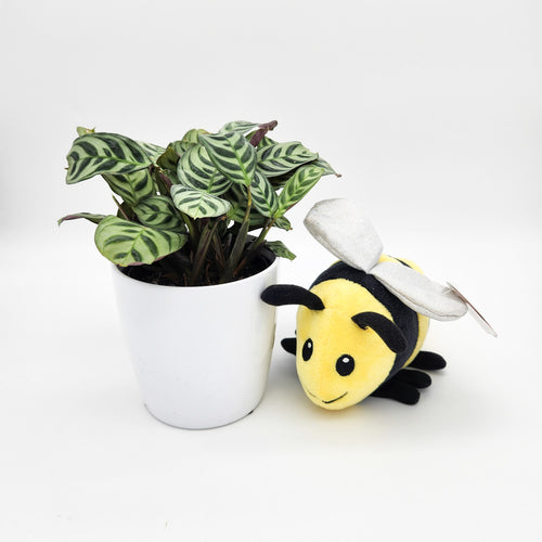 Baby Gift - Assorted Potted Plant with Bee Plush Toy - Sydney Only