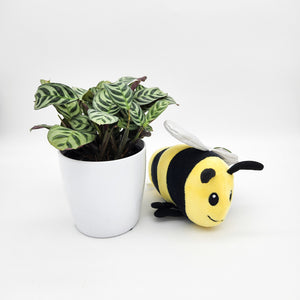 Baby Gift - Assorted Potted Plant with Bee Plush Toy - Sydney Only