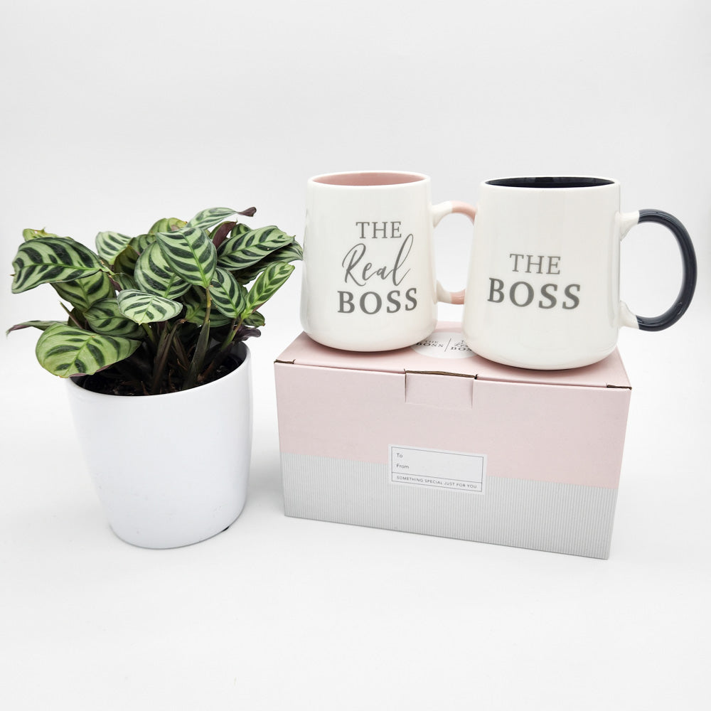 Engagement Gift - Assorted Potted Plant with Boss & The Real Boss Mug Set - Sydney Only