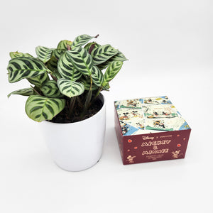 Housewarming Gift - Potted Plant with Assorted Disney Candle - Sydney Only