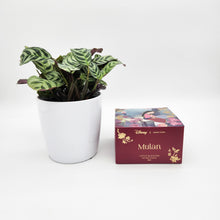 Load image into Gallery viewer, Housewarming Gift - Potted Plant with Assorted Disney Candle - Sydney Only
