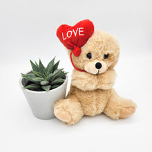 Load image into Gallery viewer, Love Gift - Succulent with Love Heart Bear
