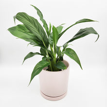 Load image into Gallery viewer, Spathiphyllum Peace Lily - 150mm Ceramic Pot - Light Pink - Sydney Only
